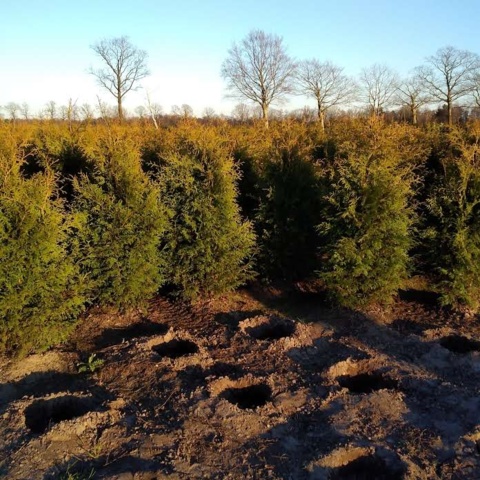 1010626-2 375 hedge plants - Thuja 'Brabant' 225-250cm