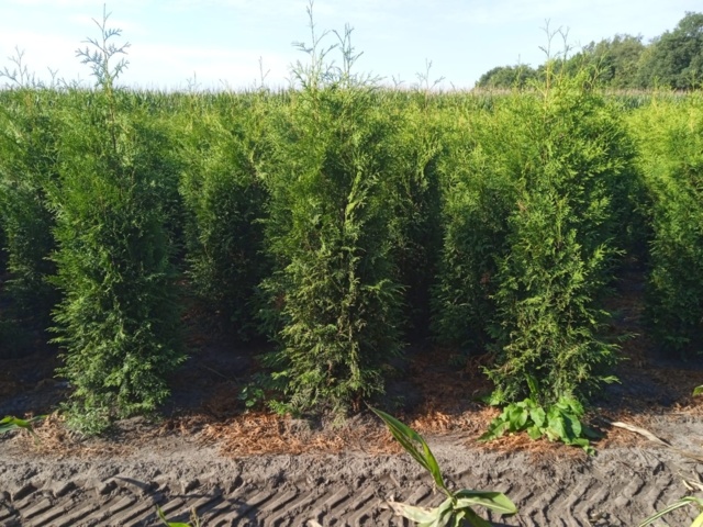 1010626-1 375 hedge plants - Thuja 'Brabant' 225-250cm