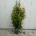 1013619-1 80 hedge plants - Thuja "Brabant" 120-140cm