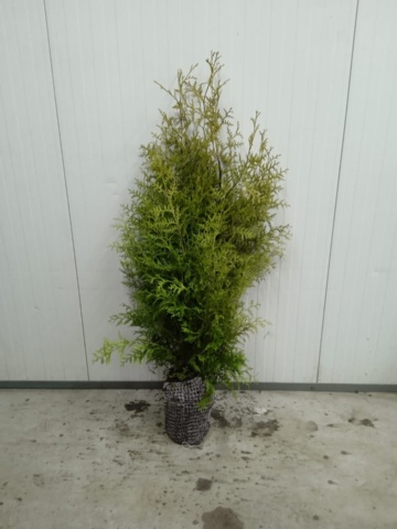 1013619-1 80 hedge plants - Thuja "Brabant" 120-140cm