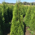 1033240-2 750 hedge plants - Thuja "Emerald" 150-175 cm