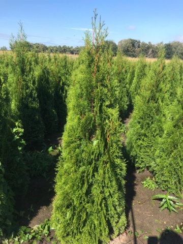 1033240-2 750 hedge plants - Thuja "Emerald" 150-175 cm