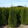 1033240-4 750 hedge plants - Thuja "Emerald" 150-175 cm