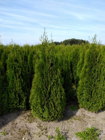 1033240-4 750 hedge plants - Thuja "Emerald" 150-175 cm