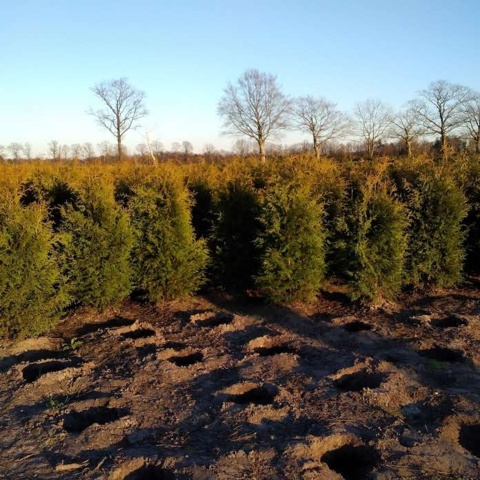 1033241-3 375 hedge plants - Thuja 'Brabant' 225-250cm