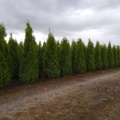 1033240-1 750 hedge plants - Thuja "Emerald" 150-175 cm