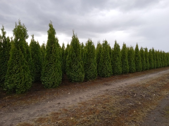 1033240-1 750 hedge plants - Thuja "Emerald" 150-175 cm