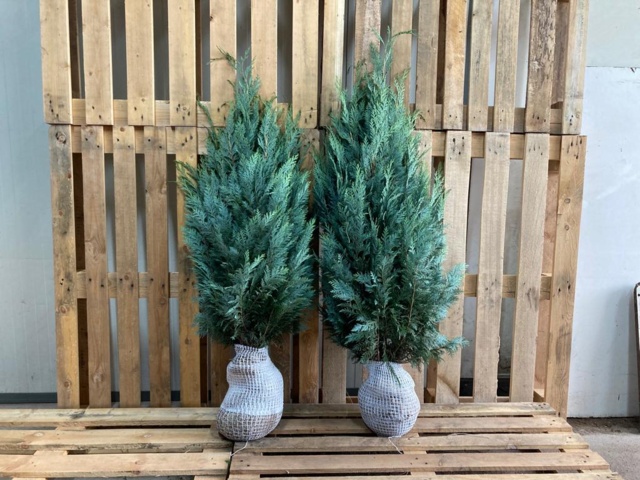 1038176-1 80 hedge plants - Noble cypress Chamaecyparis "Columnaris", 100-120cm