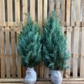 1038176-2 80 hedge plants - Noble cypress Chamaecyparis "Columnaris", 100-120cm