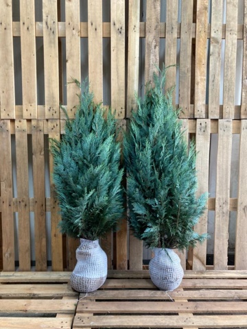 1038176-2 80 hedge plants - Noble cypress Chamaecyparis "Columnaris", 100-120cm