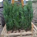 1038179-1 30 hedge plants - Noble cypress Chamaecyparis "Columnaris", 175-200cm