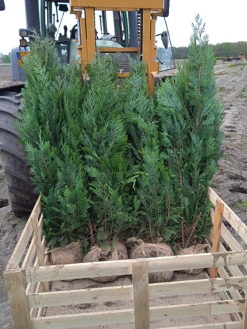 1038179-1 30 hedge plants - Noble cypress Chamaecyparis "Columnaris", 175-200cm