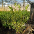 1064385-1 45 hedge plants - Laurel hedge, Prunus laurocerasus 'Novita' 125-150 cm