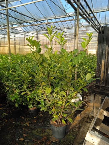 1064385-1 45 hedge plants - Laurel hedge, Prunus laurocerasus 'Novita' 125-150 cm