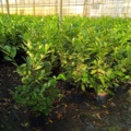 1064385-3 45 hedge plants - Laurel hedge, Prunus laurocerasus 'Novita' 125-150 cm