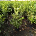 1065929-2 45 hedge plants - Laurel hedge, Prunus laurocerasus 'Novita' 125-150 cm