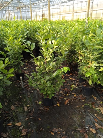 1065929-2 45 hedge plants - Laurel hedge, Prunus laurocerasus 'Novita' 125-150 cm