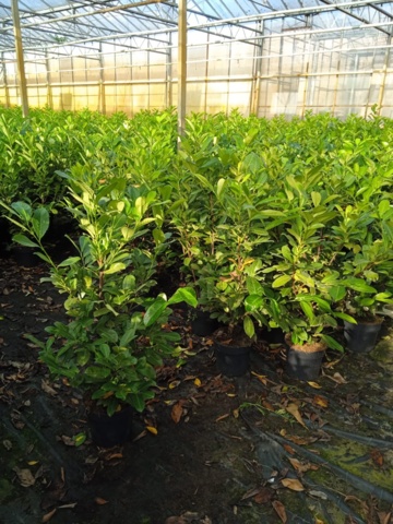 1065929-3 45 hedge plants - Laurel hedge, Prunus laurocerasus 'Novita' 125-150 cm