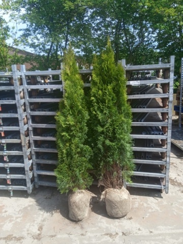zamia zamiifolia Zamioculcas zamiifolia, 
