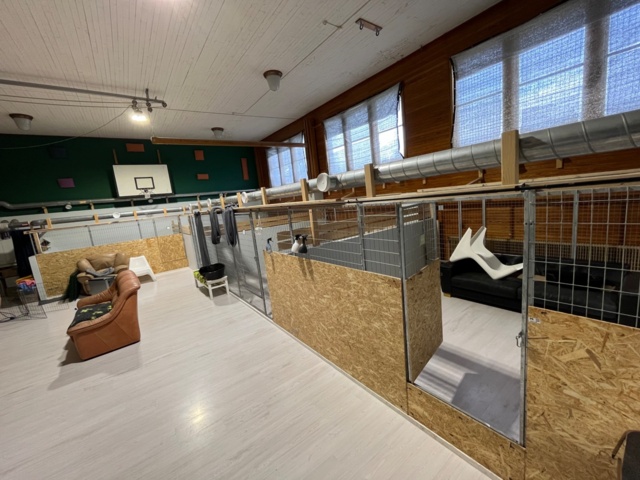 Hinged booth for dogs incl. other articles in these - PS Auction - We ...