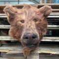 1112681-2 Artificial bear head