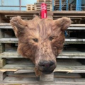 1112682-4 Artificial bear head
