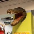 1113397-3 Replica Crocodile skull approximately 70 cm protruding