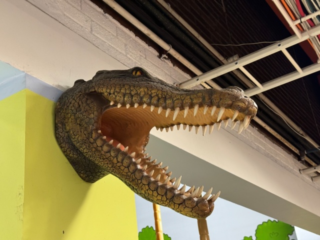 1113397-4 Replica Crocodile skull approximately 70 cm protruding