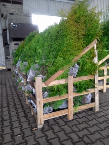 1177090-1 50 hedge plants, Thuja 'Brabant' 140-160cm
