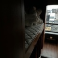 1154215-11 TOUR BUS SCANIA K 470 -07 (17 beds)