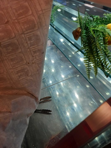 1322334-6 Commercial refrigerated display IFI Cubika pas 160