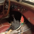1364388-28 MG Midget 0.95 Manual, 50hp -1961