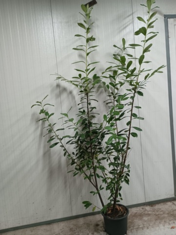 1413397-1 60st häckplantor - Lagerhägg, Prunus laurocerasus 'Novita' 175-200cm
