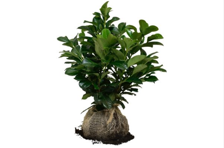 1413398-1 100st häckplantor - Lagerhägg, Prunus laurocerasus 'Etna' 40-60cm