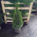 1413399-1 100st häckplantor - Thuja occidentalis 'Smaragd' 80-100cm