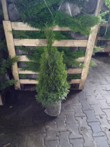 1413399-1 100st häckplantor - Thuja occidentalis 'Smaragd' 80-100cm