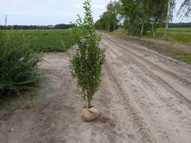 1413404-1 40st häckplantor, Liguster, Ligustrum 'ovalifolium' 125-150 cm