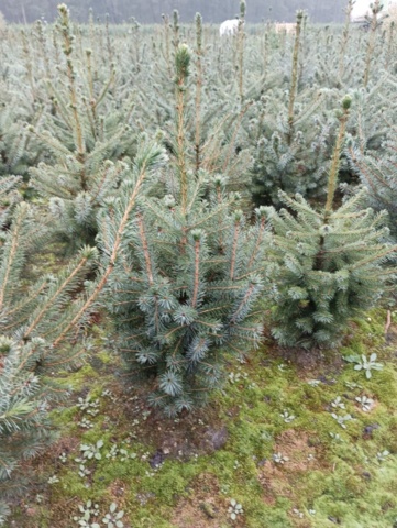 1413405-1 80st häckplantor, Serbgran Picea 'Omorika' 60-80cm