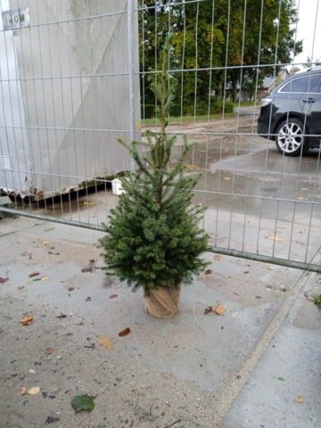 1413406-1 50st häckplantor, Serbgran Picea 'Omorika' 125-150cm