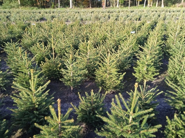 1413407-1 80st Rödgran, Norway spruce 'Picea abies' 80-100cm
