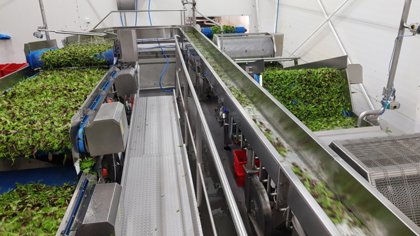 1343881-62 Komplett Turatti tork- och kyl-linje för sallad och bladgrönsaker