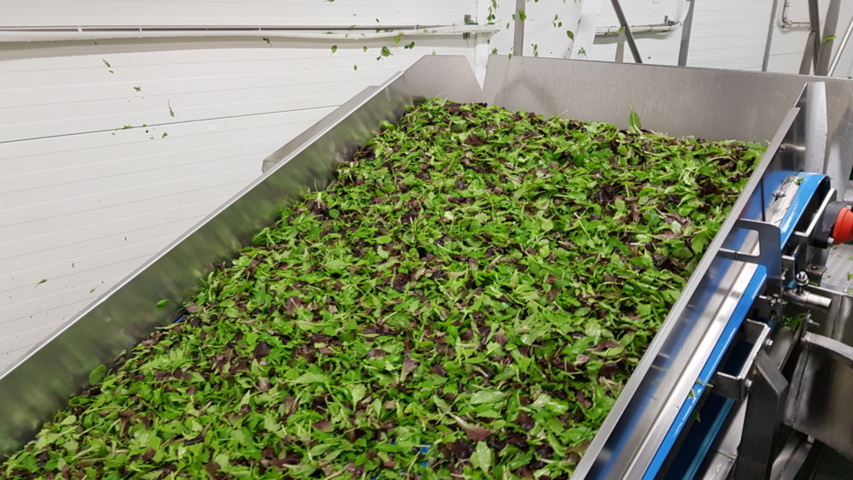 1343881-63 Komplett Turatti tork- och kyl-linje för sallad och bladgrönsaker