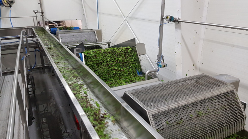 1343881-64 Komplett Turatti tork- och kyl-linje för sallad och bladgrönsaker