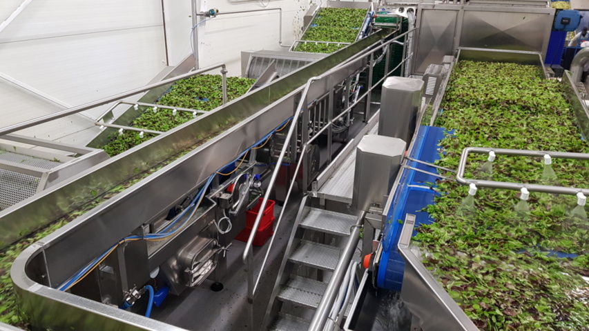 1343881-65 Komplett Turatti tork- och kyl-linje för sallad och bladgrönsaker