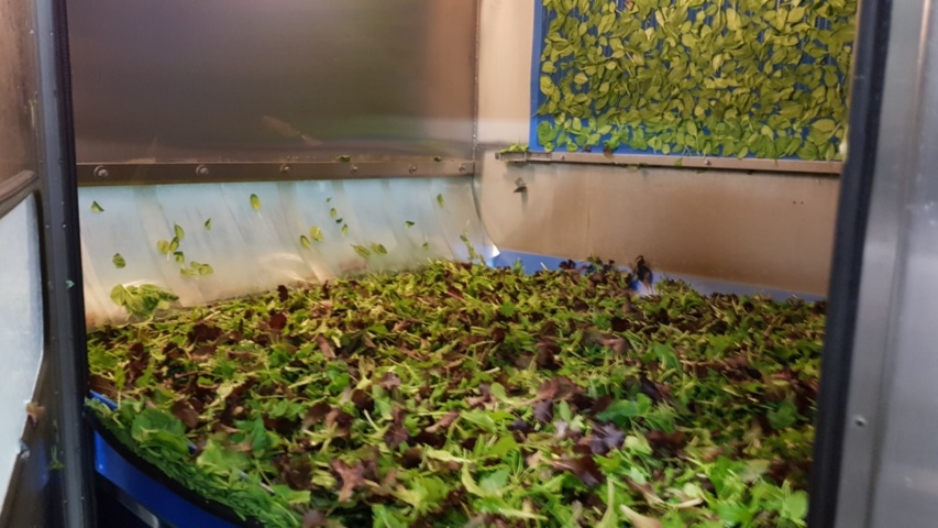 1343881-66 Komplett Turatti tork- och kyl-linje för sallad och bladgrönsaker