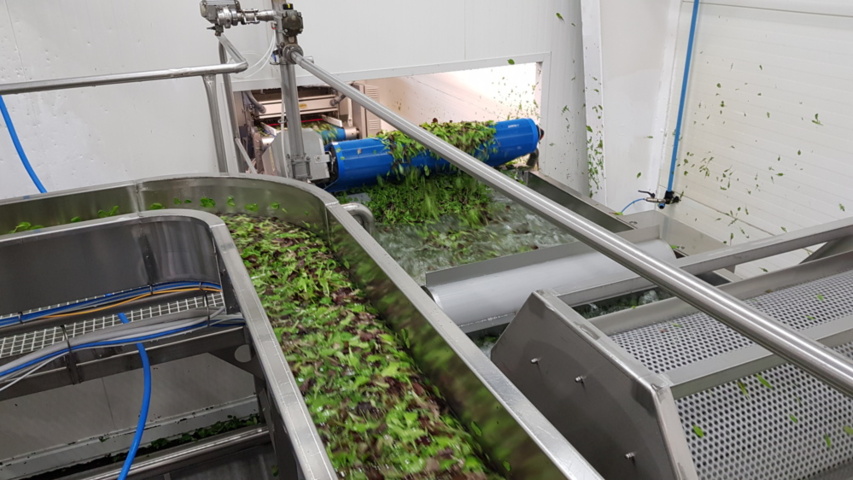 1343881-68 Komplett Turatti tork- och kyl-linje för sallad och bladgrönsaker