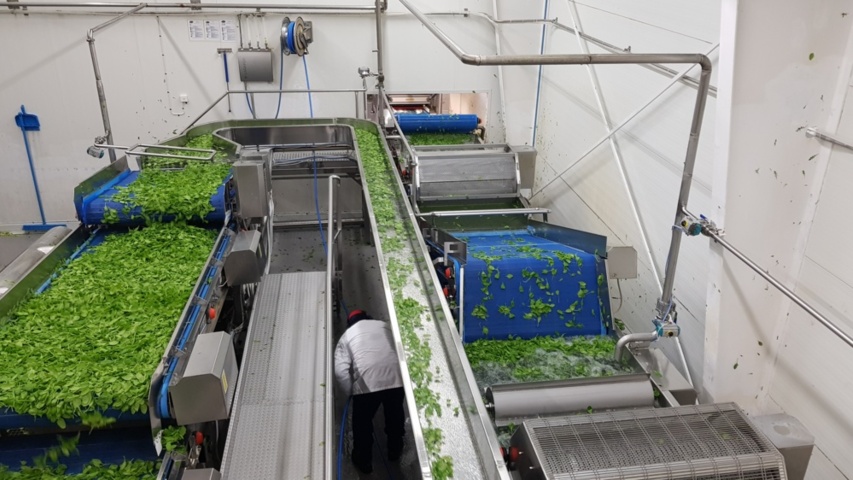 1343881-70 Komplett Turatti tork- och kyl-linje för sallad och bladgrönsaker