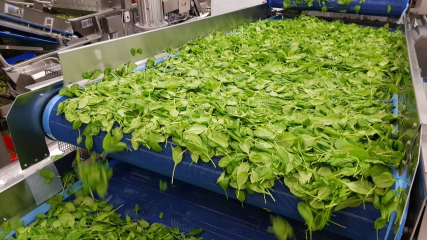 1343881-71 Komplett Turatti tork- och kyl-linje för sallad och bladgrönsaker