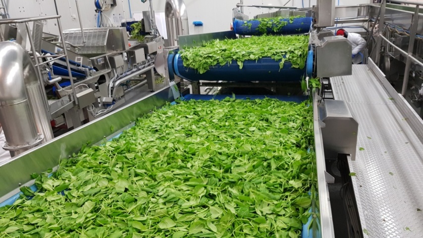 1343881-72 Komplett Turatti tork- och kyl-linje för sallad och bladgrönsaker