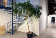 1443571 Växter, 3 st, 2,5-3,5 meter höga